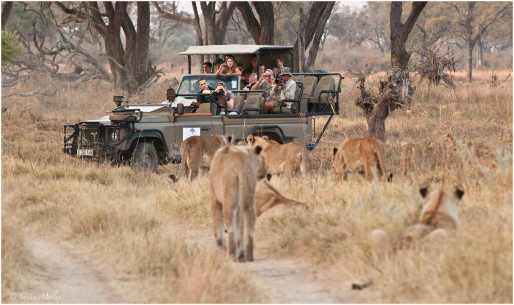 Game Drive